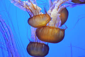 Iamat How To Prevent Marine Injuries