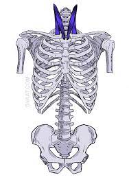 See more ideas about anatomy drawing, anatomy art, anatomy reference. How To Draw The Torso Easier An Illustrated Guide Gvaat S Workshop