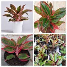 Tanaman hias ini, dapat dijadikan ornamen atau unsur dekoratif di lingkungan rumah agar tampak asri dan natural. Tanaman Hias Aglaonema Lipstic Aglonema Lipstik 1 Buah Bibit Tanaman Hias Murah Red Sumatra Pride Of Shopee Indonesia