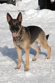 Puppies for sale near binghamton, new york. German Shepherd Breeder Elite Instinct K9 Training