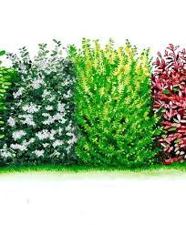 Blatthaltende Hecke Baume Straucher Bakker Garten Pflanzen Straucher Garten Garten