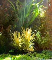 Image result for Nesaea dinteri