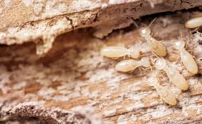 The closest termite exterminator in memphis is inman murphy inc, which is located at. Termite Protection Is Always In Demand Pest Management Professional