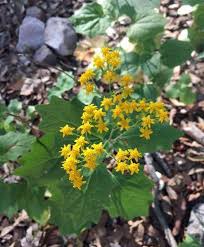 Image result for Roldana