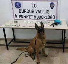 Uyusturucu Ile Mucadelede Narkotik Arama Kopekleri Kullaniliyor 2020 Kopek Arama Kararlilik