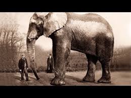 the biggest elephant in the world you