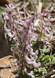 Image result for Corydalis mildbraedii