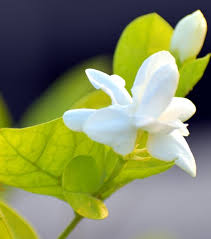 Image result for Jasminum schimperi