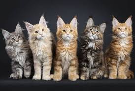 They are with individuals who can no longer keep them. Where To Find Free Maine Coon Kittens Pets Kb