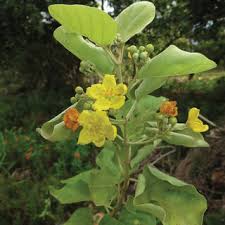 Image result for Tristellateia africana