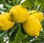 Profile Picture of Doğan Fidancılık Zagara Bianca Limon 2 Yaş Tüplü 90-120cm (@trendyol.com) on Google