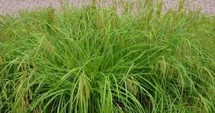 Image result for Carex cognata