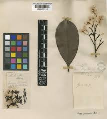 Image result for Dactyladenia gilletii