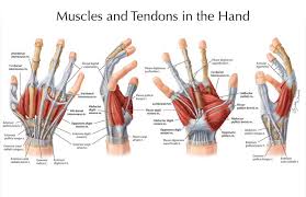 Image result for Hand Anatomy