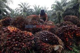Check spelling or type a new query. Respons Cpopc Atas Pemberitaan Ap Soal Pemerkosaan Dalam Produksi Sawit Indonesia