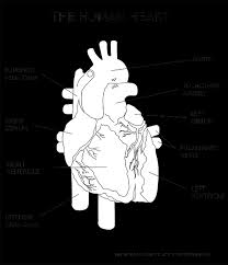 🌿 anatomical heart fine line anatomical heart svg dxf png design image for vinyls, stickers, laser cut, cricut, silhouette. Download Heart Ventricle Organ Human Anatomy Medical Human Heart Black And White Full Size Png Image Pngkit