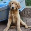 He is a sweet pup who loves. 1