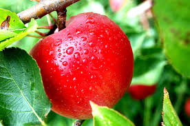 Gambar buah apel merah kartun koleksi gambar hd apel merah buahnya yang ranum rasanya yang manis membuat kita jadi ngiler kesegaran buah apel memang tiada tanding cocok dijadikan camilan atau hidangan penutup dan bisa juga dijadikan toping penghias menu makanan lain. Gambar Mewarnai Buah Apel