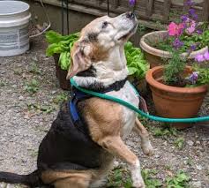 What are the best pet friendly hotels in state college? Dogs For Adoption Near State College Pa Petfinder