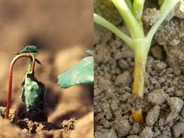 Image result for tomato seedling damping off