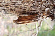 Bagworm species are found globally, with some, such as the snailcase bagworm (apterona helicoidella), in modern times settling continents where they are not native. Bagworm Moth Wikipedia