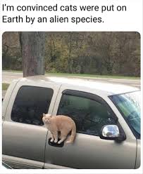 Funny Animal Memes Of The Day 25 Pics Humor Divertido Sobre Animales Memes De Animales Divertidos Meme Gato