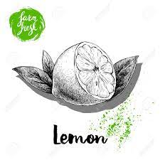 Pin On Lemon Sketch Drawing