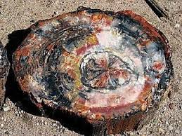 How To Make Petrified Wood 5 Steps Ehow Petrified Wood Petrified Forest National Park Petrified Forest