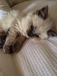 Birman Kittens For Sale Near Me Kitten Meowing Problems Neither Kittens By Week Quite Kittens For Sale Temecula Ca Above Kittens For Sale Near Me Facebook Cute Cat Breeds Cats Cat With Blue Eyes