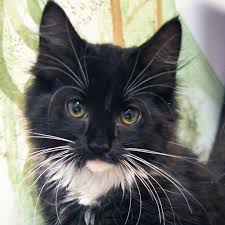 Pin On Adopted Kitties Found My Forever Home