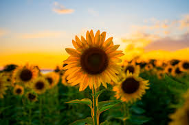 The flowers of the sunflower turn towards the sun. Where To Find Sunflower Fields This Summer In Vermont