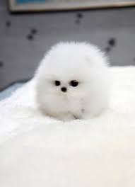 Check spelling or type a new query. Cute Tiny White Fluffy Dog Novocom Top