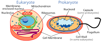 Prokaryotic cells are extremely small, much smaller than eukaryotic cells. Prokaryotic Cell Structure A Visual Guide Eukaryotic Cell Prokaryotic Cell Prokaryotes