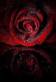 Aesthetic Black And Red Rose Wallpaper Wet By Sharon Hammond Red Roses Wallpaper Flower Phone Wallpaper Red Roses