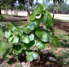 Image result for Pseudobromus engleri