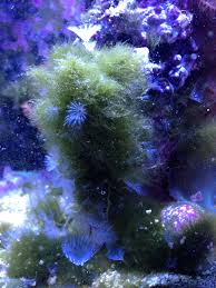 Best Ways To Stop Hair Algae Aquarium Reef