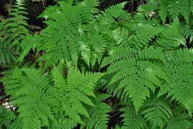 Image result for Diplazium