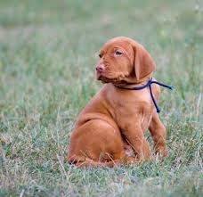 Image result for maďarský krátkosrstý ohař