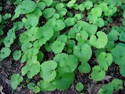 Que esta pasando en colombia : Baby Blue Eyes Plant Invasive