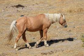 6 Tips For Keeping A Horse Alone