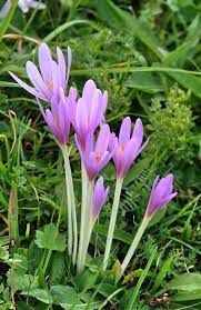 Colchicum Autumnale Medicinal Plants Poisonous Plants Bulb Flowers