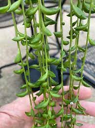 If grown outdoors, this succulent needs warm weather year round. String Of Bananas The Ultimate Care Guide Curio Radicans