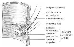 The sphincter of oddi is a muscular valve that opens and closes. Sphincter Of Oddi Dysfunction And Bile Duct Microlithiasis In Acute Idiopathic Pancreatitis
