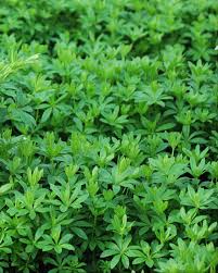 Image result for Galium