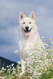 Good Dog Names For Your Male Or Female Puppy Best Dog Names Dog Names German Shepherd Names