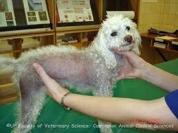 Alopecia x is an genetic disease of dogs characterized by a noninflammatory, progressive, bilaterally symmetrical progressive alopecia caused by premature catagen (cessation phase). How To Treat Alopecia X In Dogs