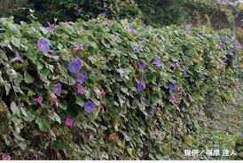 生物多様性情報総合プラットフォーム 福岡生きものステーション