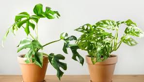 The larger it is, the more water it can absorb and retain, meaning that you can water it less frequently. Tips On How Often To Water Monstera Plants Urbanorganicyield Com