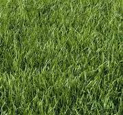 10 Best Types of Grass for Your Lawn: A Full Guide