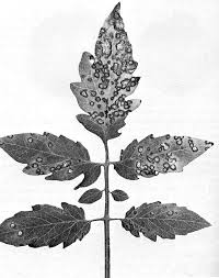 Image result for Septoria leaf spot of tomato